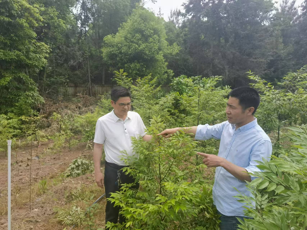 福建省“紅錐良種選育與繁育技術(shù)研究”攻關(guān)項(xiàng)目研討會(huì)在永安林業(yè)召開